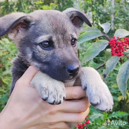 Собака в добрые руки щенок из приюта