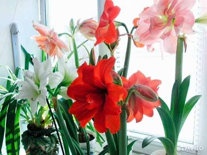 Гиппиаструм сортовой. Крупный