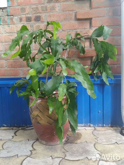 Эпифилум белый