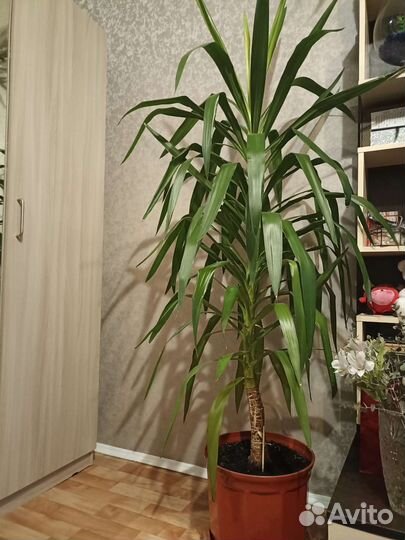 Комнатные цветы