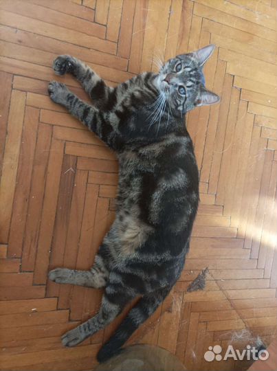 Котик Оскар. 10 месяцев. Забери меня домой