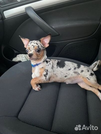 Вязка Чихуахуа мальчик