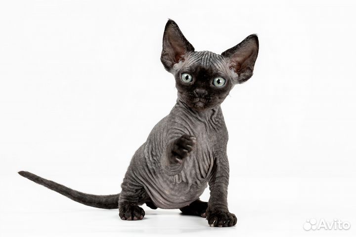 Котята девон-рекс