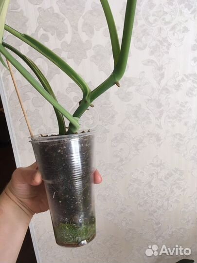 Сингониум чайопенсе