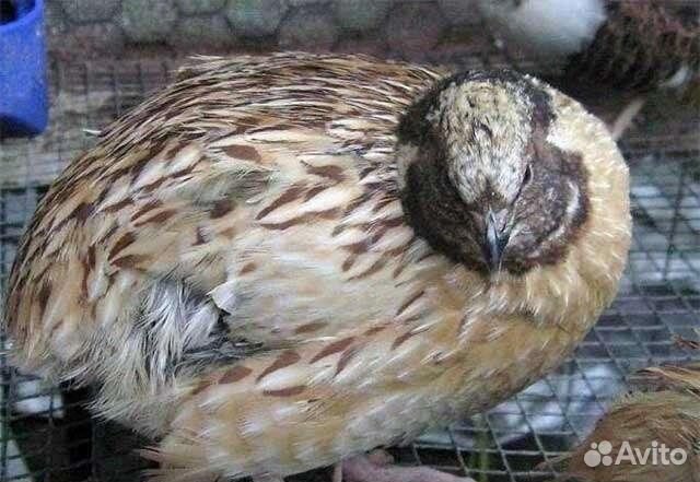 Перепел самец