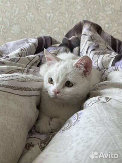 Белый пушистый котенок