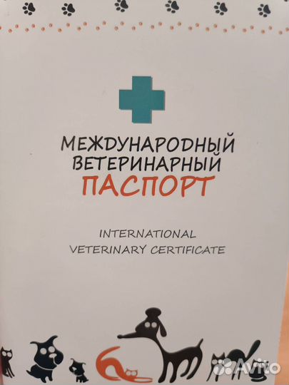 Британский кот, британец бесплатно