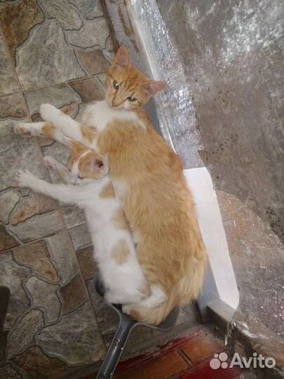 Котенок в дрбрые руки