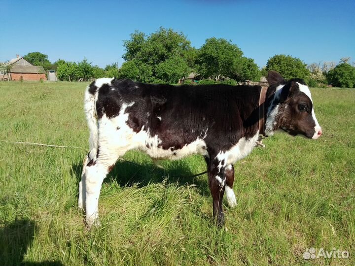 Корова стельная