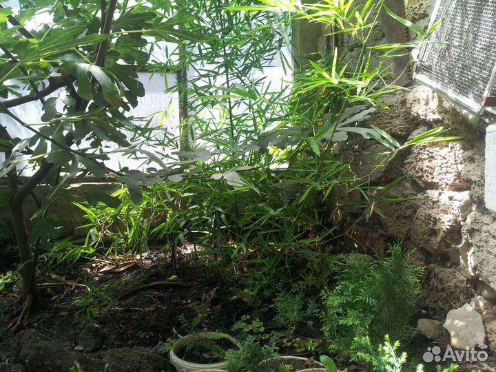 Бамбук зимостойкий Phyllostahis aurea