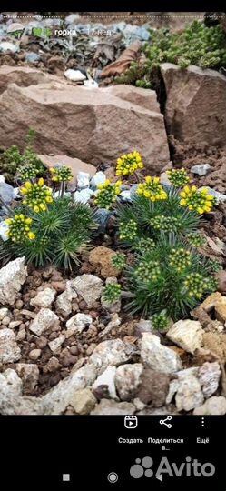 Растения на альпийскую горку семена