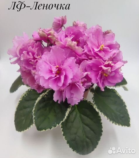 Сортовые фиалки