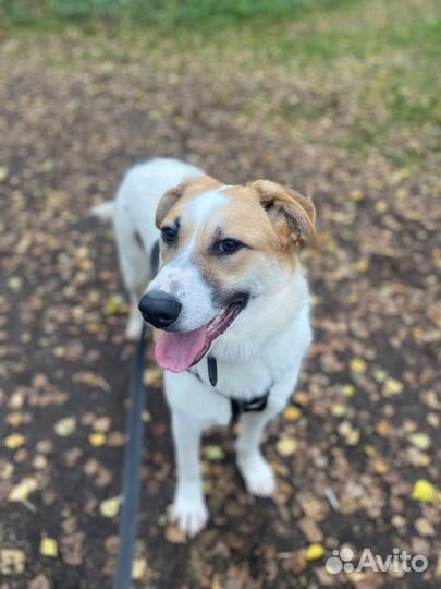 Мечтательный пёсик хочет хозяина