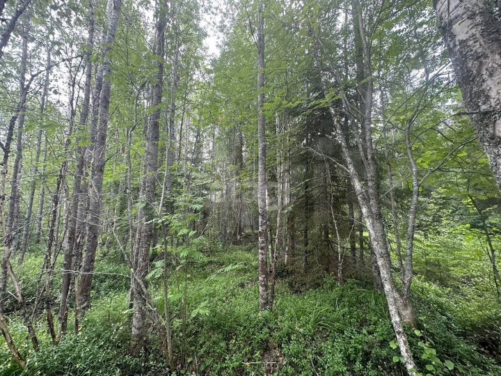 Участок 17 сот. (СНТ, ДНП)