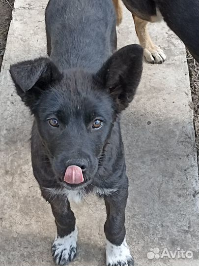 Собака в добрые руки отдам бесплатно