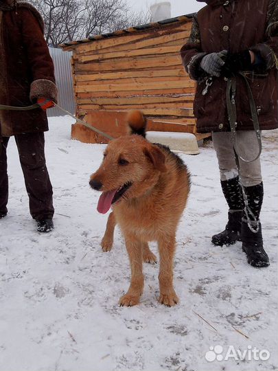Собака ищет дом
