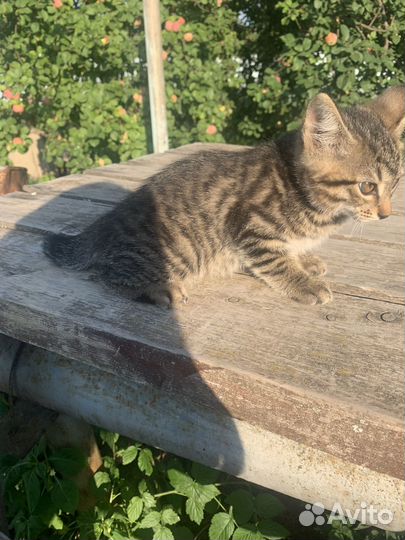 Котята курильский бобтейл