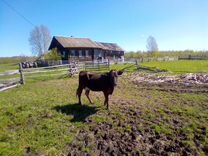 Корова (2 года, покрыта быком :)
