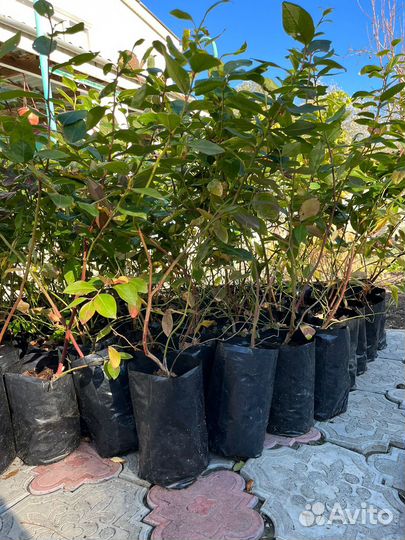 Саженцы голубики киви и лимон