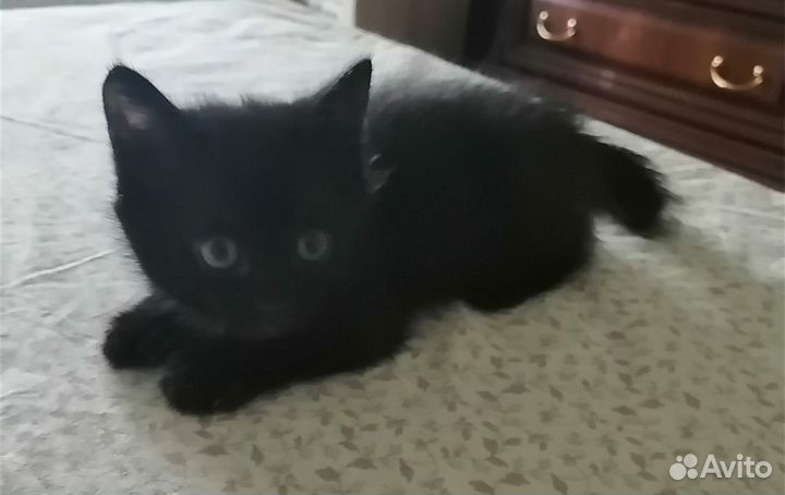 Котодети