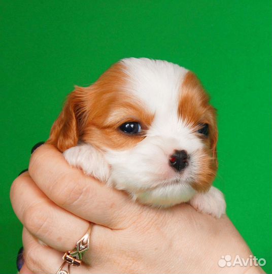 Девочка кавалер Кинг Чарльз спаниель, РКФ