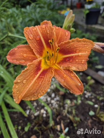 Лилейник,лилии