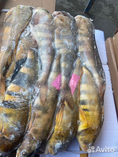 Рыба и морепродукты