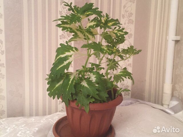 Колеус