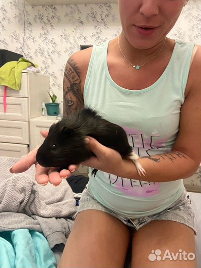 Морская свинка бесплатно