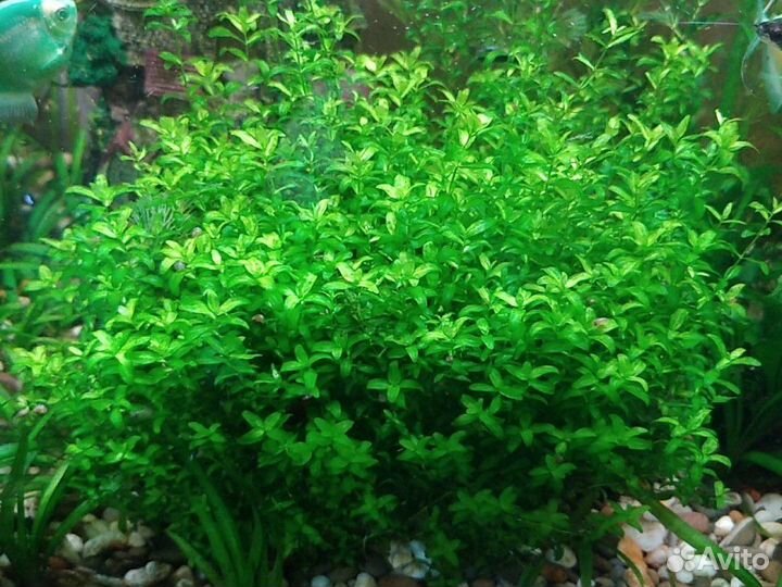 Микрантенум