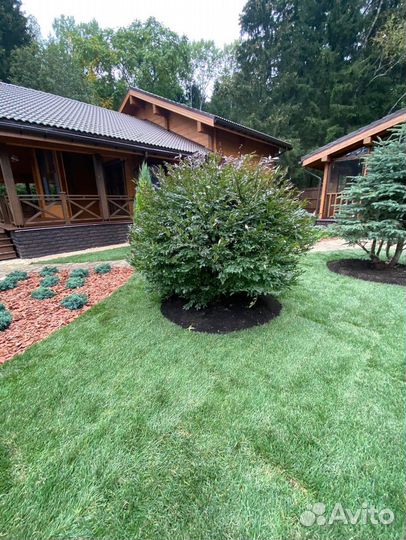 Рулонный газон с доставкой