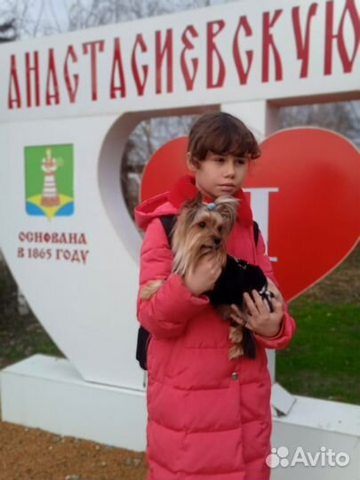 Йоркширский терьер вязка