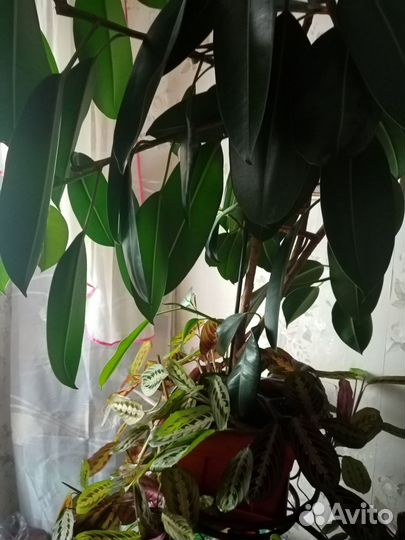Фикус большой