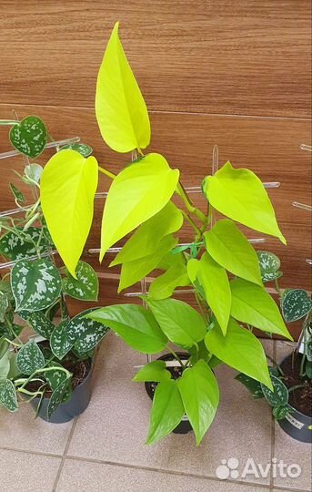 Сциндапсус-Эпипремнум