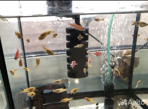 Моллинезия