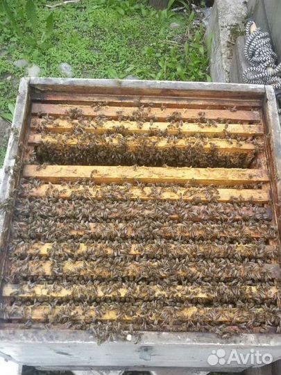 Мёд Мед с личной пасеки Стальмакова разный