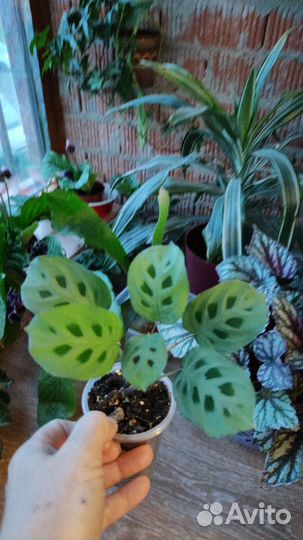 Маранта домашняя, не Голландия, укорененная