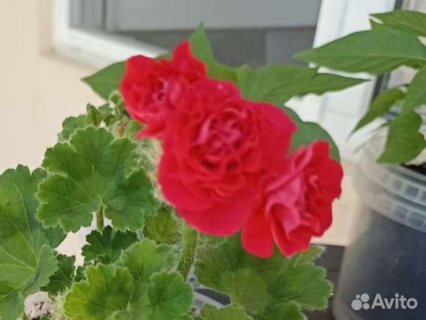 Герань Пак Вива Розита