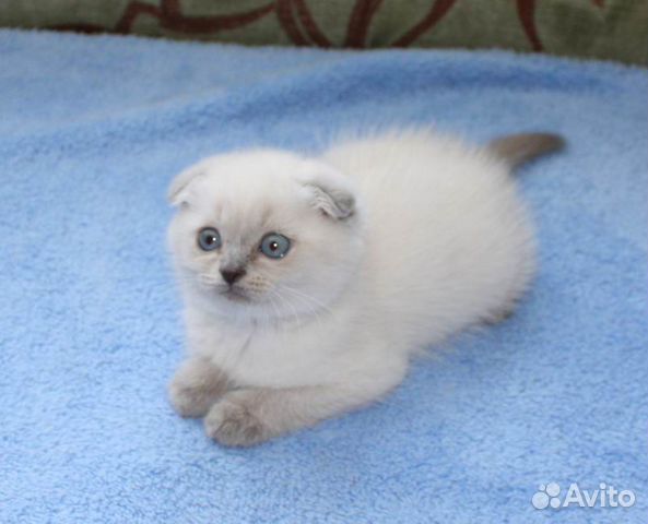 Блю поинт шотландский вислоухий котенок фото