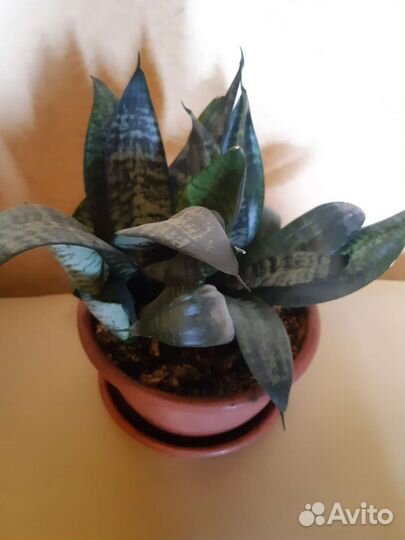 Сансевиерия Тещин язык (6 кустов в горшке)