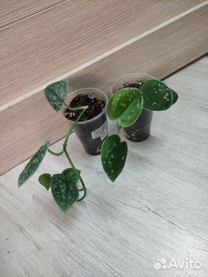 Эпипремнумы и Сциндапсус