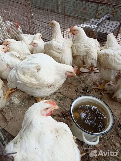 Бройлеры кобб 500