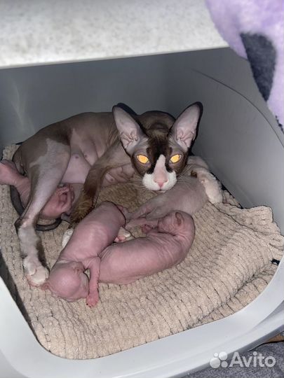 Котята сфинкс