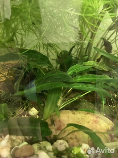 Аквариумные растения, креветка Вишня