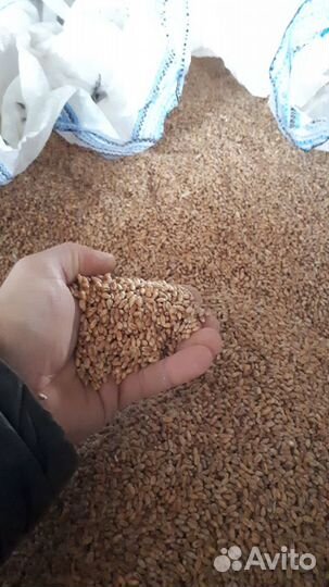Корма для с/х жив-х - горох, овес, ячмень, пшеница