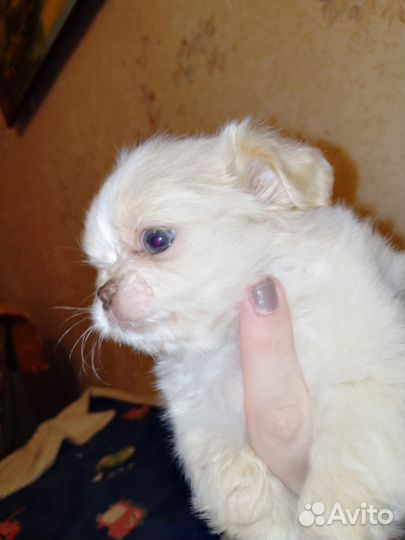 Пекинес мини