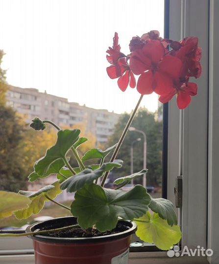 Пеларгония герань красная