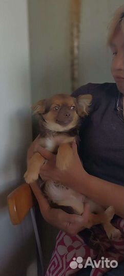 Щенки чихуахуа длинношерстные