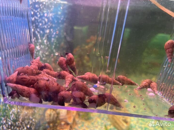 Анциструсы сомы, улитки, аквариумные растения