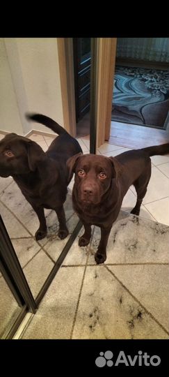 Лабрадор шоколад вязка